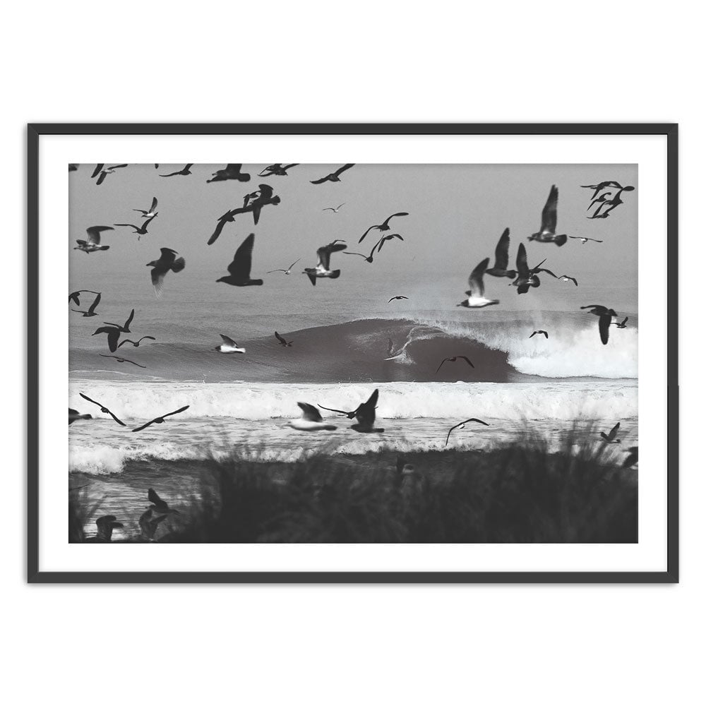 Seagulls Print Pedro Bala Black X-Large