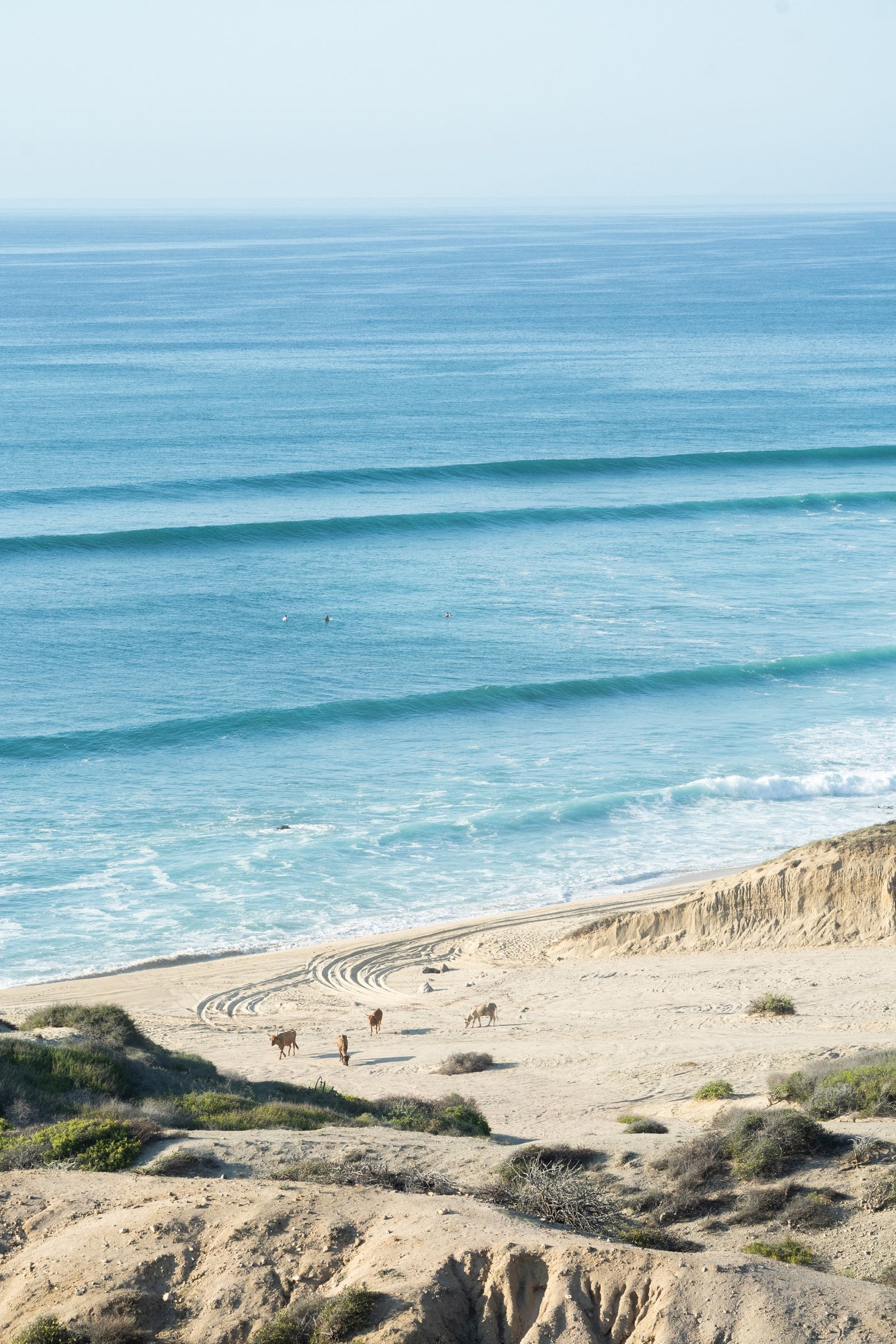 Baja Locals
