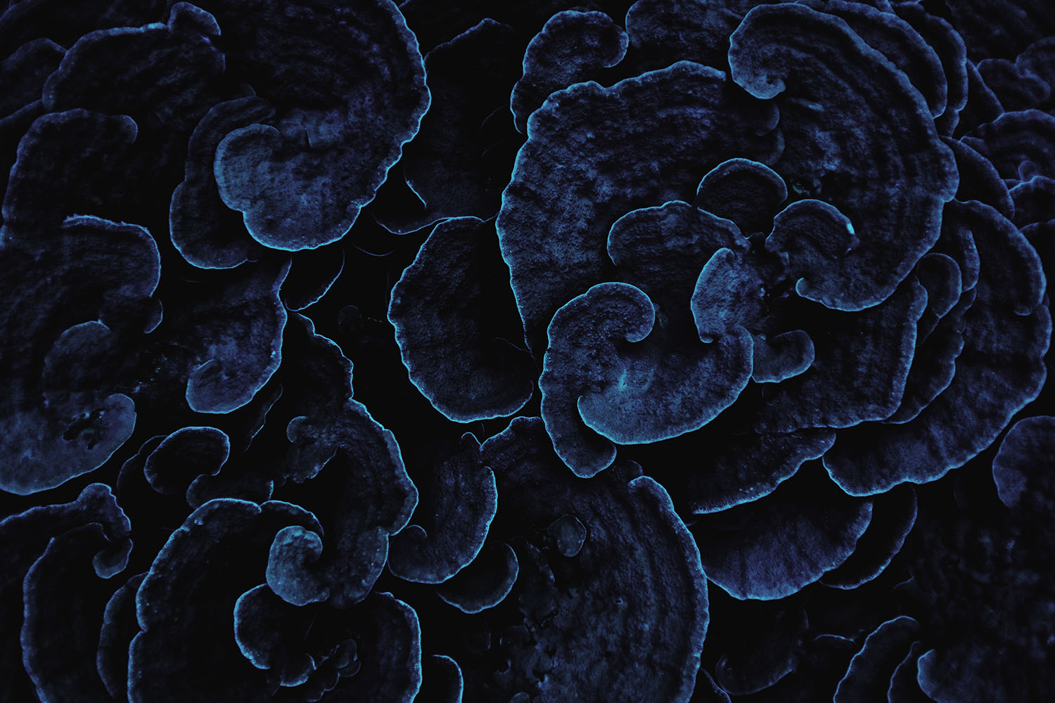 Bioluminescent Depths