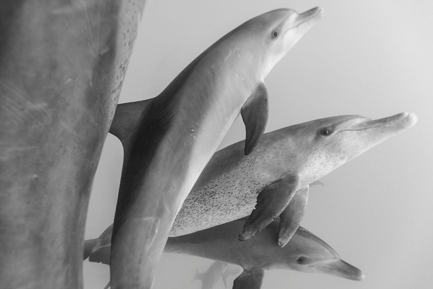 Dance Of The Dolphins