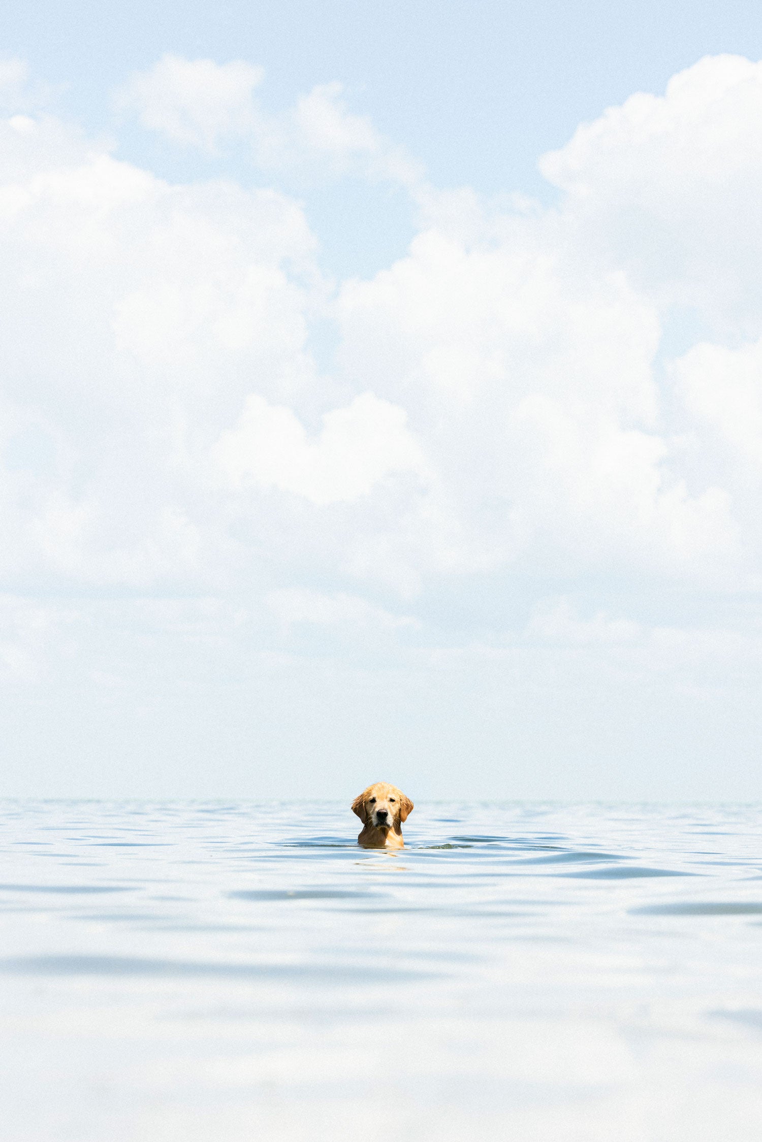 A Dogs Life
