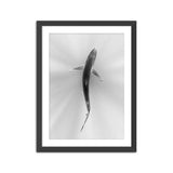 Over Blue Shark