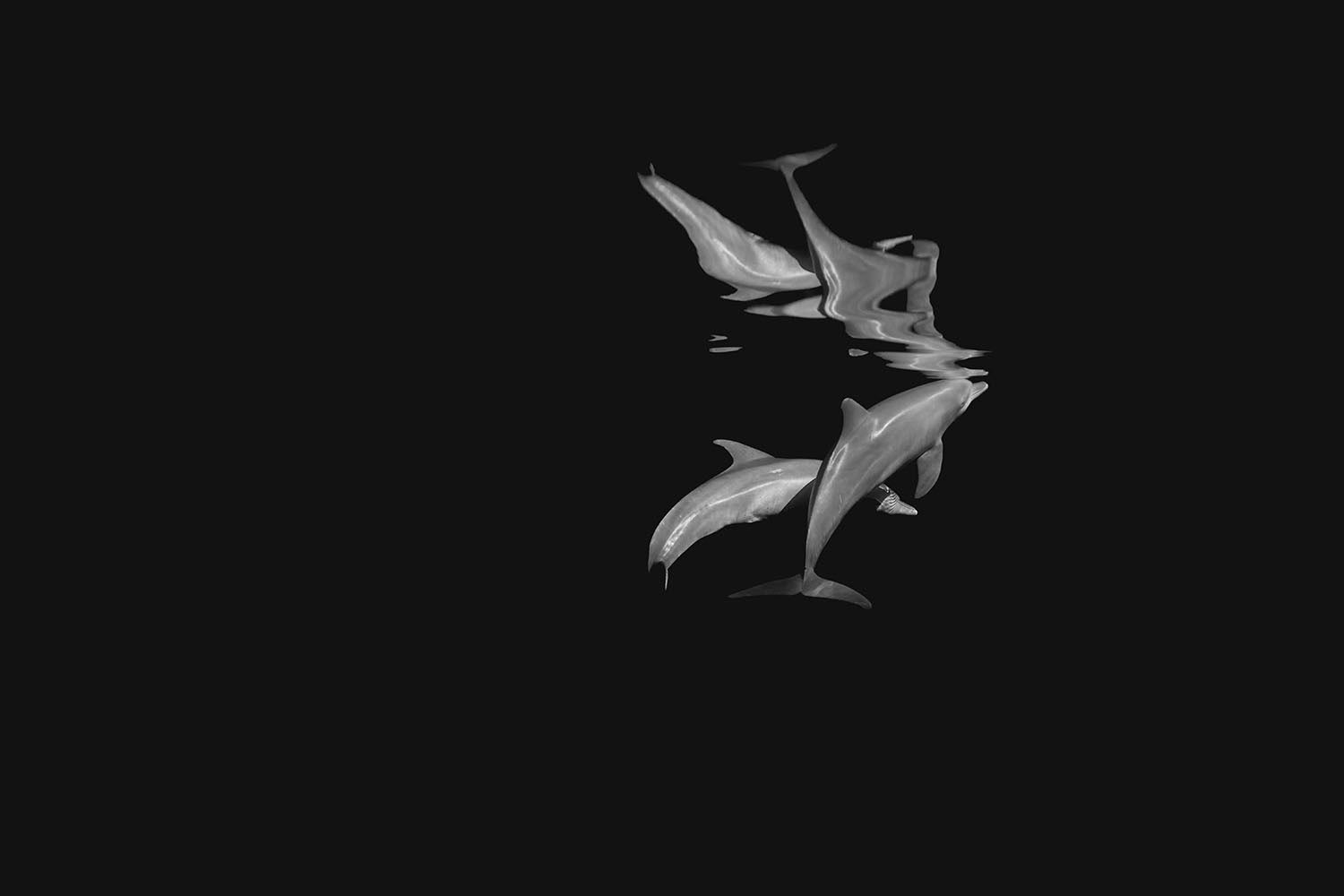 Ephemeral Serenity