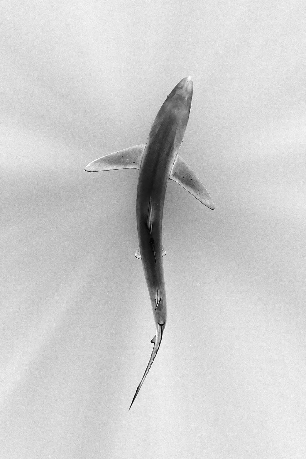 Over Blue Shark