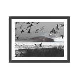 Seagulls