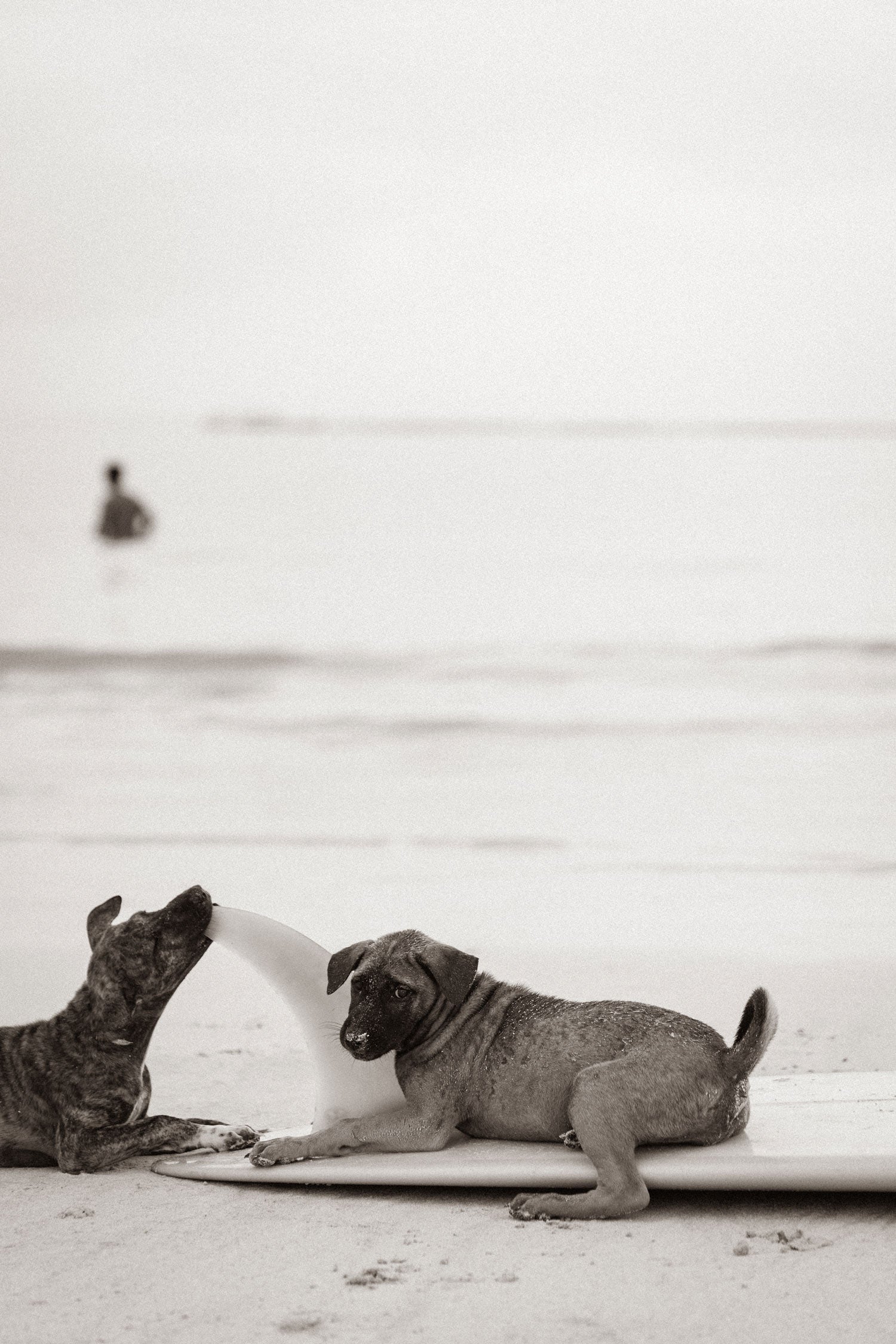Shore Patrol