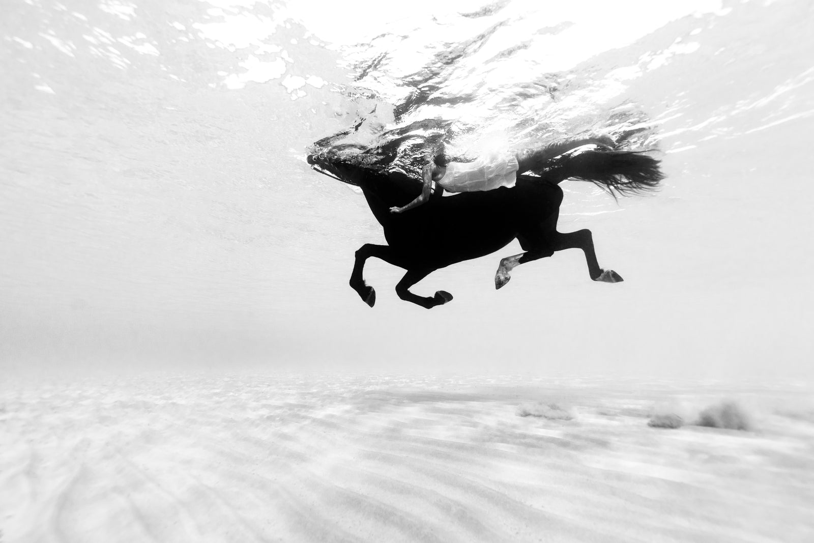 Sea Horse