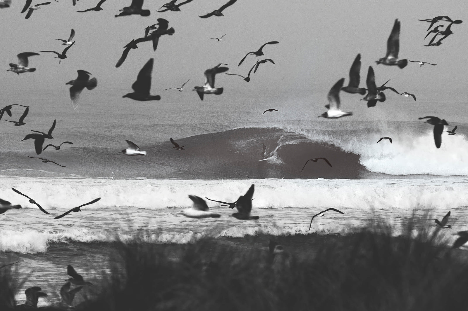 Seagulls