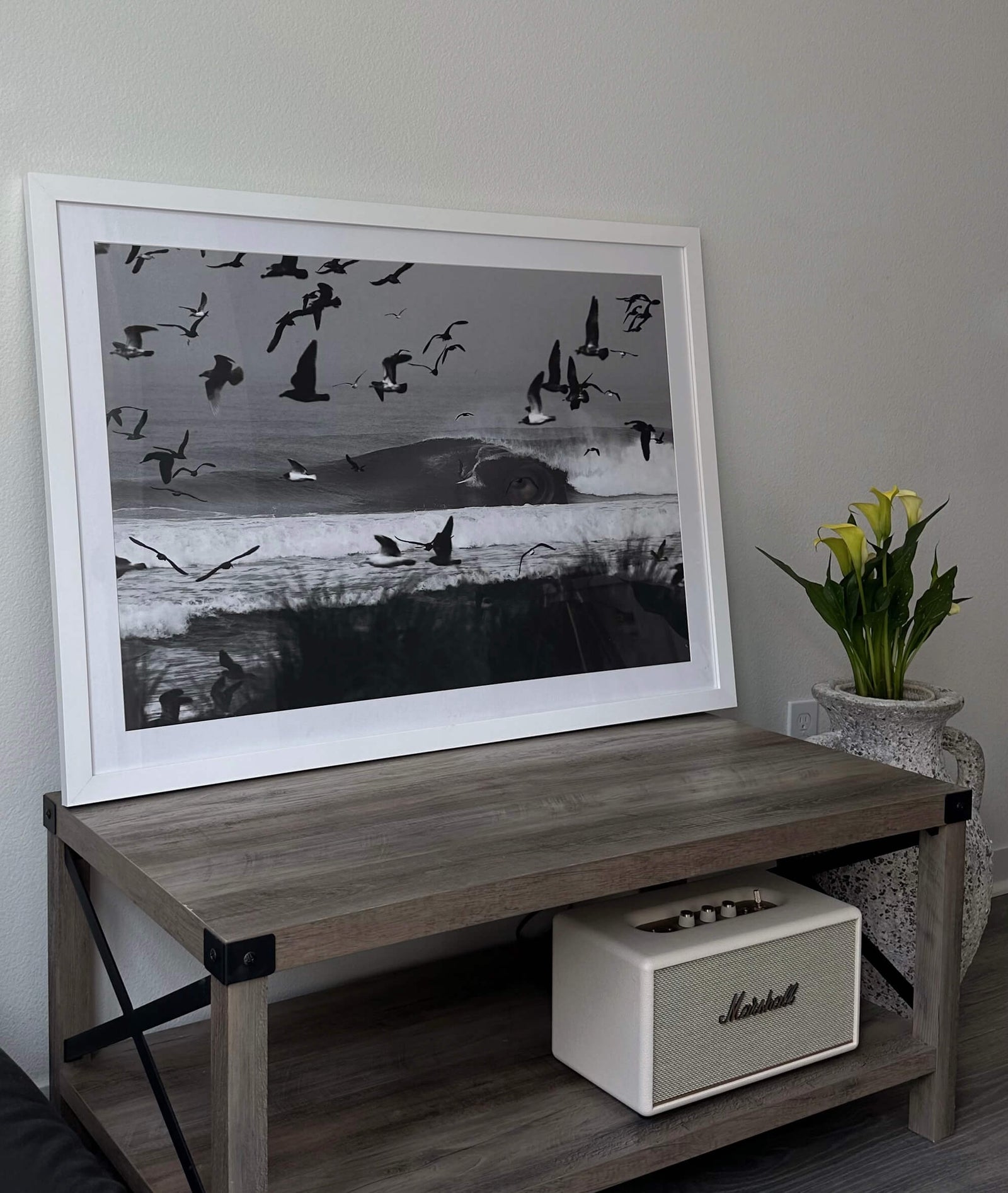 Seagulls - secondary